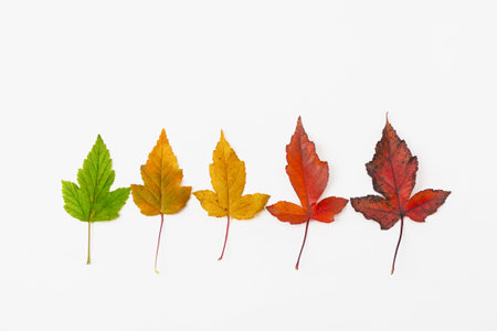 A group of colorful autumn leaves of the river maple tree on a white background. Autumn concept. Ginnala mapleの写真素材