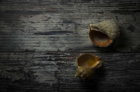 Shells on old wooden tableの写真素材