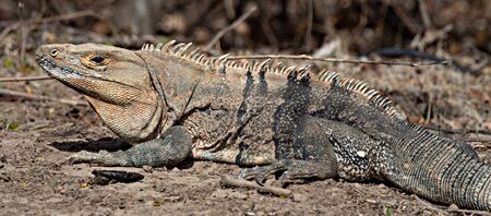 Closeup of an Iguana lying on the ground, Costa Rica