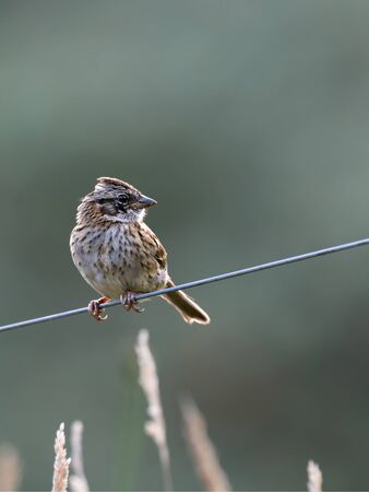 Bird on a wire: Rufous-collared Sparrow in the morning sun, Costa Ricaの写真素材