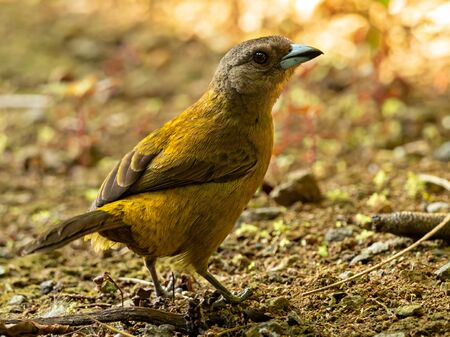 Closeup of a female Passerini's Tanager sitting on the ground, Costa Rica