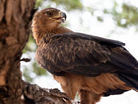 Closeup of a Lesser Spotted Eagle perched on a tree with feathers of its prey in its beak, Namibia