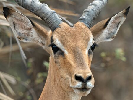 Portrait of a wild male Impala, Namibiaの写真素材