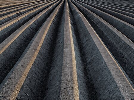 Agriculture field: cultivation of asparagus, Germanyの写真素材