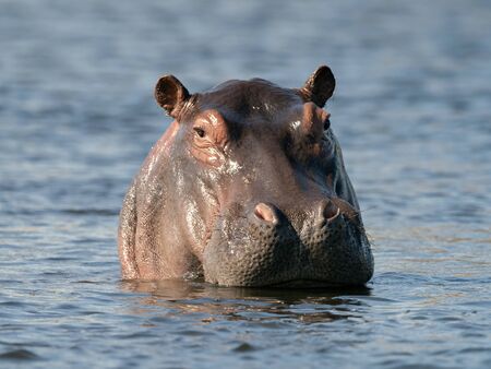 Closeup of a hippopotamus (Hippopotamus amphibius) standing the water, Namibiaの写真素材