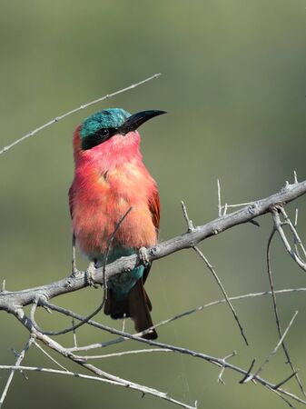 Closeup of a colorful Southern Carmine Bee-eater sitting on a dead branch, Namibiaの写真素材