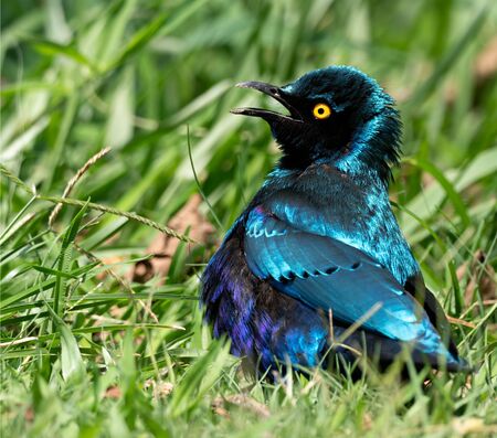 Closeup of a Red-shouldered Glossy-Starling basking in the sun, Namibiaの写真素材