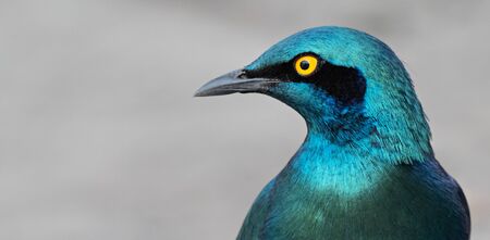 Portrait of a Greater Blue-eared Glossy-Starling, Botswanaの写真素材