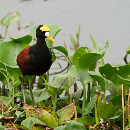 Wildlife photo of an adult Northern Jacana (Jacana spinosa) standing on plants in a lake, Costa Ricaの写真素材