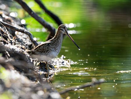 Closeup of a Common Snipe (Gallinago gallinago) searching for food at the lakeside, Germanyの写真素材