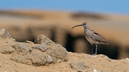 Wildlife photo of a Whimbrel (Numenius phaeopus) on the coast where the desert meets the ocean, Peruの写真素材