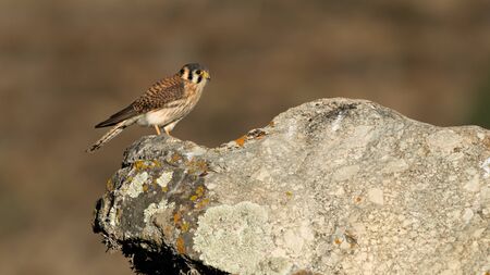 Wildlife photo of an American Kestrel (Falco sparverius) standing on a rock of the Peruvian highlands in the warm morning sunの写真素材