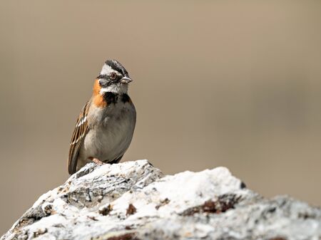 Closeup of a colourful Rufous-collared Sparrow (Zonotrichia capensis) sitting on a rock, Peruの写真素材