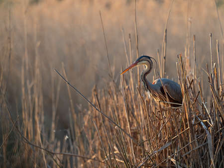 Wildlife photo of a Purple Heron (Ardea purpurea) at its nest in the reets of a lake in the early morning sunの写真素材