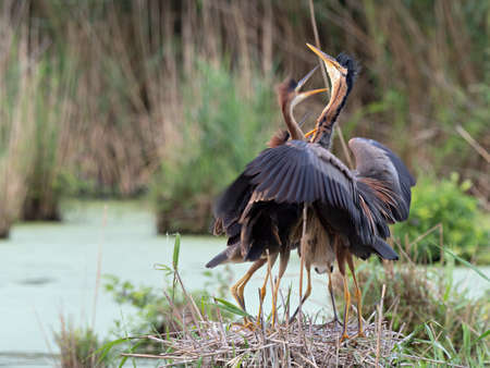 Wildlife photo of an adult Purple Heron (Ardea purpurea) feeding its begging young at its nest in the reeds of a lake, Germanyの写真素材