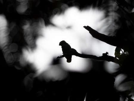 Silhouette of a parrot sitting on a branch, Costa Ricaの写真素材