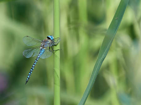 Close-up of the dragonfly Blue-eyed Hawker (Aeshna affinis) resting in the reeds of a lake, Germanyの写真素材