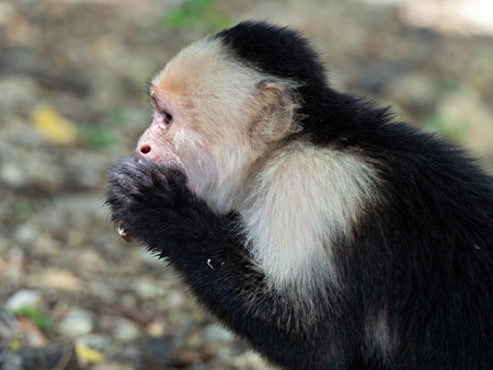 Close-up of an eating white-faced capuchin (Cebus capucinus), Costa Ricaの写真素材
