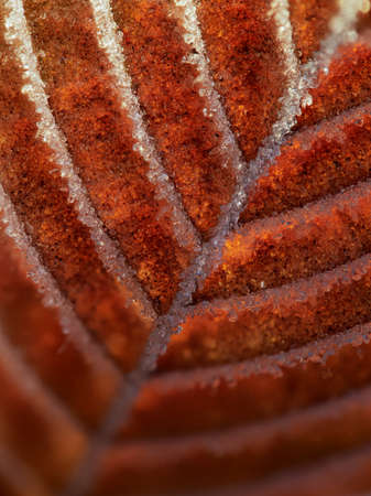 Ice crystals on a red leaf on a cold winter dayの写真素材