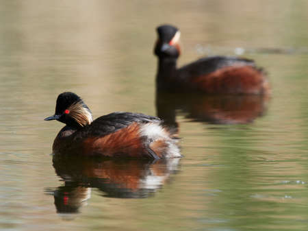 Two Black-necked Grebes (Podiceps nigricollis) swimming on a lake in the morning light in spring, Germanyの写真素材