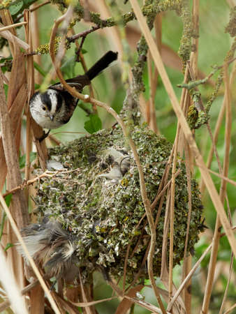 Long-tailed tit (Aegithalos caudatus) at its nest, Germanyの写真素材