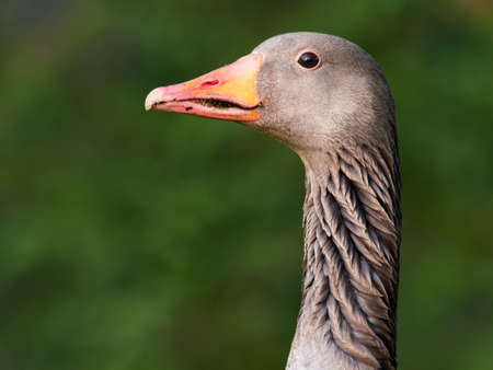 Portrait of a Greylag Goose (Anser anser), Germanyの写真素材