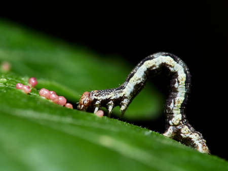 Caterpillar of a mottled umber moth (Erannis defoliaria) on a leaf, Germany