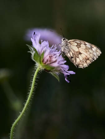 Close-up of a marbled white butterfly (Melanargia galathea) on a purple field scabious, Germanyの写真素材