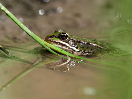 Close-up of a pool frog (Rana lessonae) in the water of a puddle in the forest, Germanyの写真素材