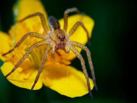 Raft spider (Dolomedes fimbriatus) on a yellow flower lying in wait for prey, Germany