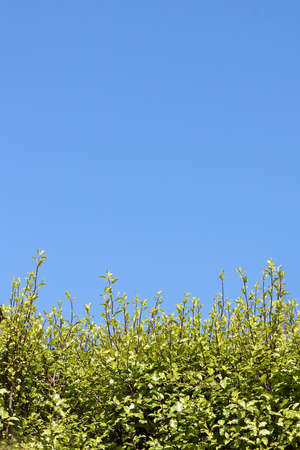 Background of blue sky and green hedge.の写真素材
