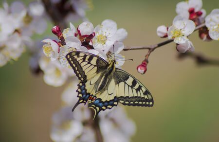 beautiful insect moth on apricot for wallpaper and designのeditorial素材