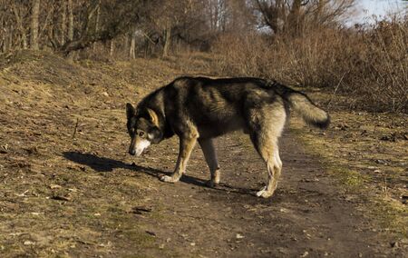 wild animal wolf on the road for wallpaper and designのeditorial素材