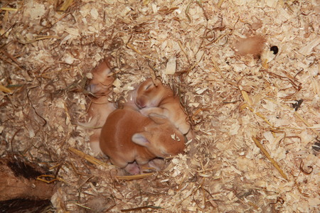 Group of Baby Rabbits snuggling in nestの写真素材