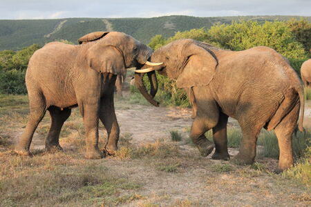 Pair of African Elephants fighting, shamwari game reserveの写真素材