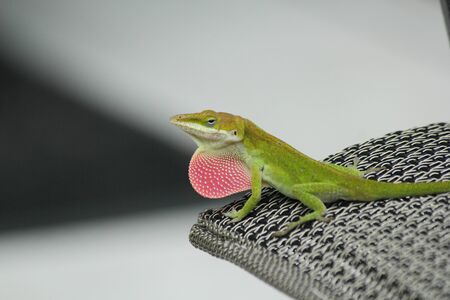 A Carolina Anole exposing it's red throat flapの写真素材