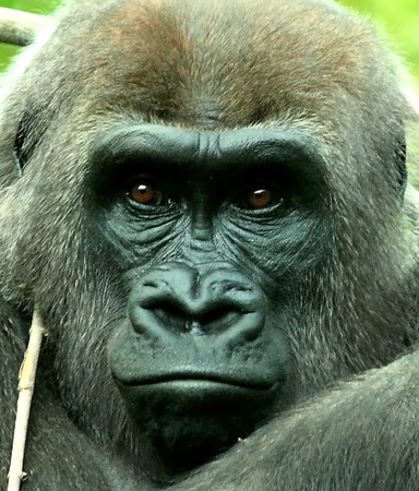 the human like face of a gorilla