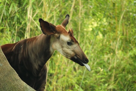 an Okapi peeking from behind a tree sticking out his tongueの写真素材