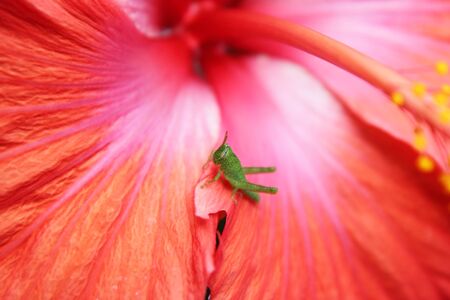 A tiny grasshopper on a red hibiscusの写真素材