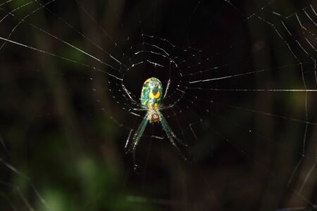 a colorful orb-weaver spider in it's webの写真素材