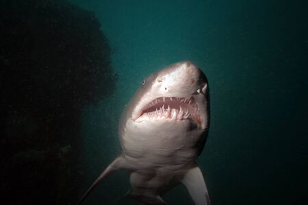 A Sand Tiger shark cruises by on a shipwreck off of the North Carolina coastのeditorial素材