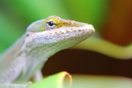 Close up of a carolina anole in a soft focus
