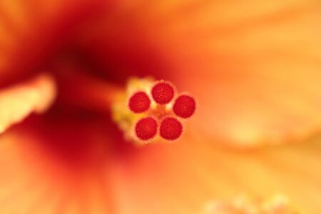 Close up of a red hibiscus stigmaの写真素材
