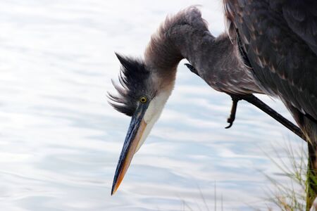 A great blue heron stands at the edge of a coastal pond preeningの写真素材