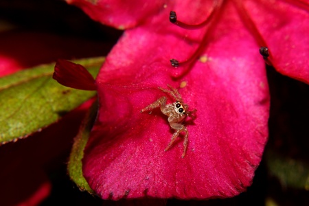 A jumping spider poised on a red flower petal.