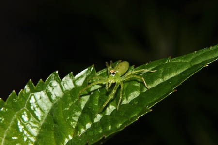 A Magnolia Green Jumping Spider perches on a green leaf.の写真素材