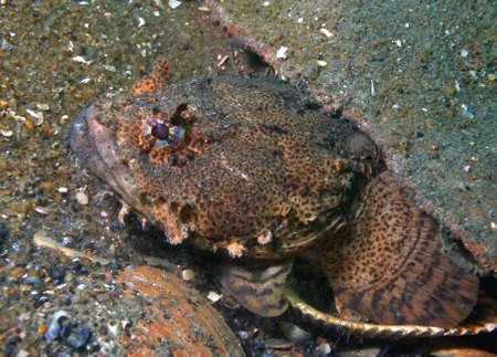 An Oyster Toadfish lies camouflaged in wait on a shipwreck