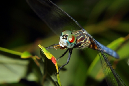 A blue dragonfly with jewel like compound eyes rests on a branch while feeding on a small insect の写真素材