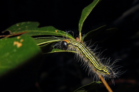 A Colorful Caterpillar clings to a branch while feeding on a leafの写真素材