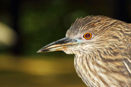 Close up of a Night Heronの写真素材